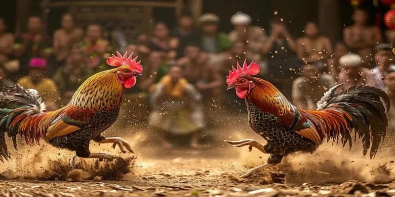 Đá Gà Cựa Sắt: Hướng Dẫn Toàn Diện Về Đá Gà Với Cựa Sắt 1 Đá Gà Cựa Sắt Là Gì?